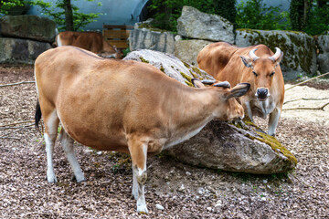 Banteng, Bos javanicus or Red Bull is a type of wild cattle.