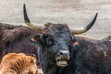 Heck cattle, Bos primigenius taurus or aurochs in a German park