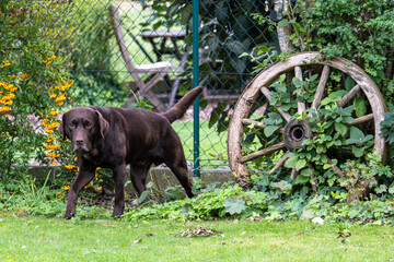 Labrador retriever, Canis lupus familiaris on a grass field. Healthy chocolate brown labrador retriever