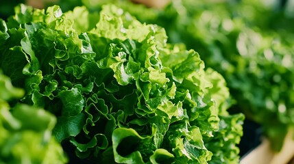 Layered hydroponic units of lettuce and spinach inside high-ceiling room, modular shelves with clear layout, soft white shadows and neat corner spacing