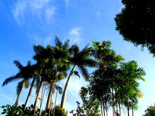 Tropical palm trees under a radiant blue sky, ideal for travel brochures, nature prints, or summer-themed digital content