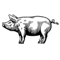  a vintage style drawing of a pig