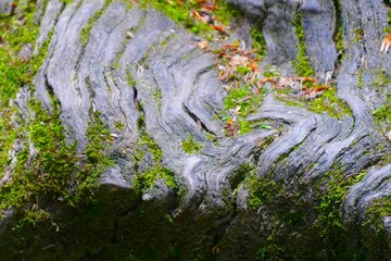 Aged tree trunk with moss and cracked surface with lines nature background