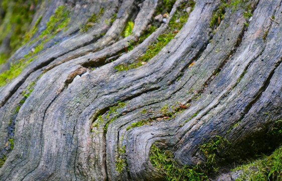Aged tree trunk with moss and cracked surface with lines nature background