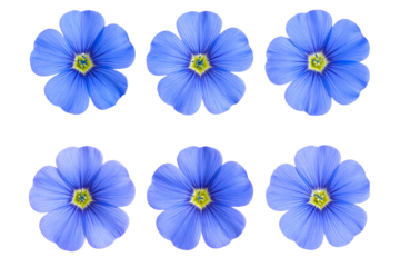 6 Blue flax flowers, PNG transparent background