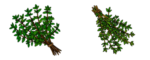  Firefly  thyme, png clipart transparent background