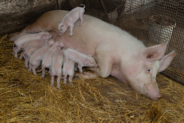 A nurturing mother pig lovingly cares for her several adorable piglets in a cozy and inviting barn setting © olga_sova