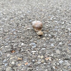 snail on the road