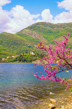 Beautiful spring Mediterranean landscape. Montenegro. View of Bay of Kotor near Verige Strait. Branches of Cercis tree with bright pink flowers. Kamenari village and church of Holy Sunday in distance