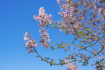 Branches of Empress tree ( Paulownia tomentosa ) with beautiful pink flowers on sunny spring day