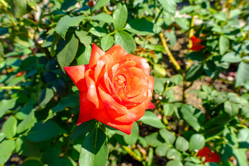 朝日に輝く一輪の赤いバラ