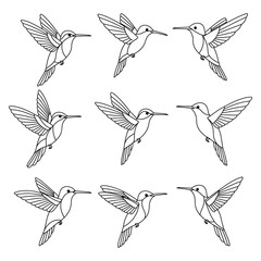  Hummingbird Line Art Vector Illustrations