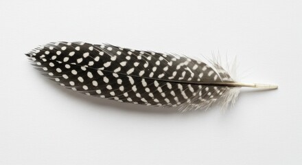 Bird feather with natural black polka dot patterns lying flat on pure white surface, minimal shadow, 8K clarity