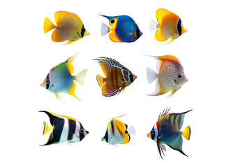 Tropical fish collection
