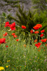 Wild red poppies growing in lush field