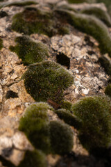 Moss growing on rocky surface in sunlight