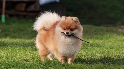 Playful pomeranian spitz dog having fun outdoors