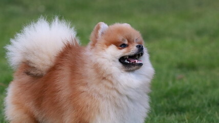 Playful pomeranian spitz dog having fun outdoors