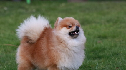 Playful pomeranian spitz dog having fun outdoors