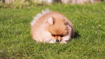 Playful pomeranian spitz dog having fun outdoors