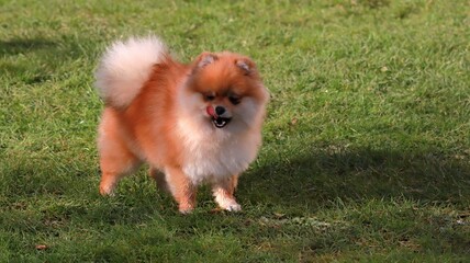 Playful pomeranian spitz dog having fun outdoors