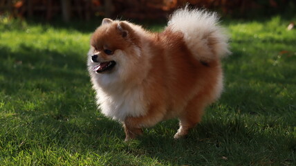 Playful pomeranian spitz dog having fun outdoors