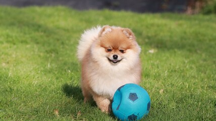 Playful pomeranian spitz dog having fun outdoors