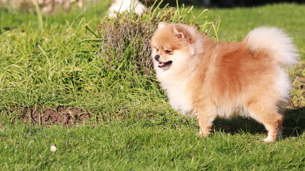 Playful pomeranian spitz dog having fun outdoors