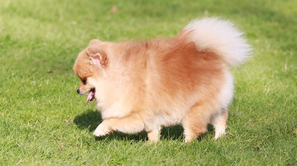Playful pomeranian spitz dog having fun outdoors
