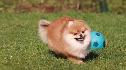 Playful pomeranian spitz dog having fun outdoors