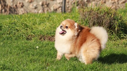 Playful pomeranian spitz dog having fun outdoors