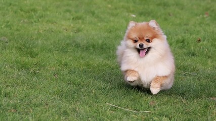 Playful pomeranian spitz dog having fun outdoors