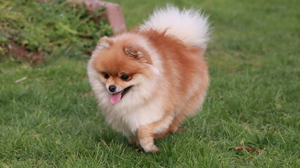 Playful pomeranian spitz dog having fun outdoors