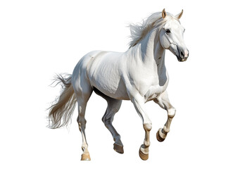 Obraz premium white andalusian horse