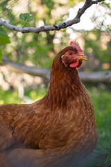Brown hen with red comb under tree branches