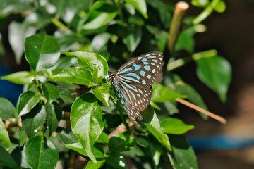 リュウキュウ・アサギマダラ