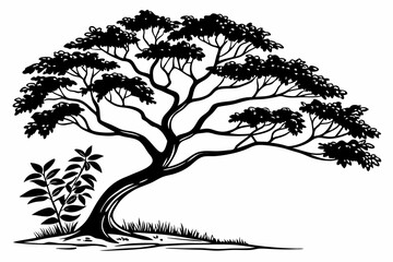 coffee tree sihouette black vector