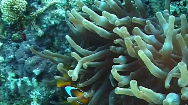 Clown fish, Anemonefish Amphiprion ocellaris swim among the tentacles of anemones, symbiosis of fish and anemones, Red Sea