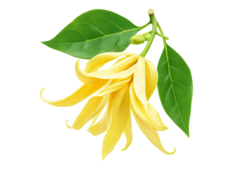 Ylang ylang flower