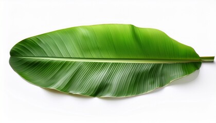 Fototapeta premium banana leaf isolated on white background