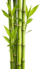 Fresh Green Bamboo Stalks Tied Together