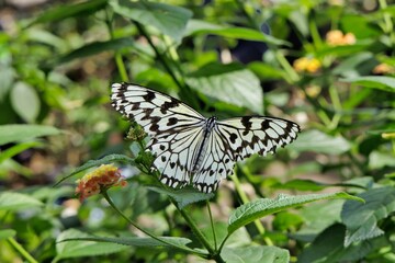 ジャコウアゲハ