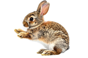 Fototapeta premium A cute little rabbit, reaching out its paw towards the camera, in a transparent background