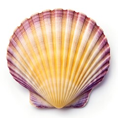 Fototapeta premium Beautiful Natural Scallop Shell with Vibrant Colors