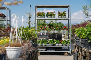Metal shelf full of different flowering potted plants in a nursery