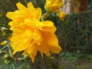 Kerria japonica or Japanese kerria or Japanese rose yellow flower close up blooming in spring sunny...
