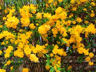 Bush of Kerria japonica or Japanese rose blooming with yellow flowers outdoor in spring sunny day...
