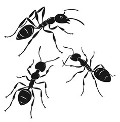 Ants 