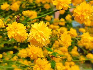Kerria japonica or Japanese kerria or Japanese rose yellow flower close up blooming in spring sunny...