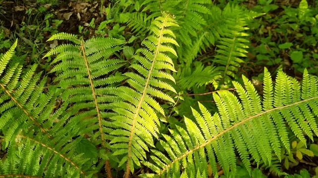 Sunlight streaming through verdant fern fronds, highlighting intricate leaf patterns in lush woodland environment